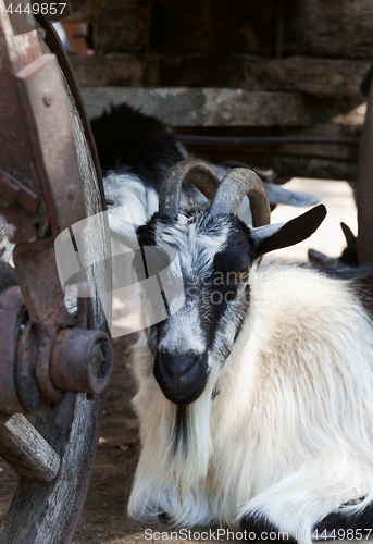 Image of Goat resting under old wooden cart