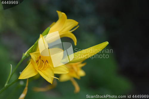 Image of Summer daylily