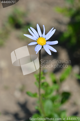 Image of Blue daisy