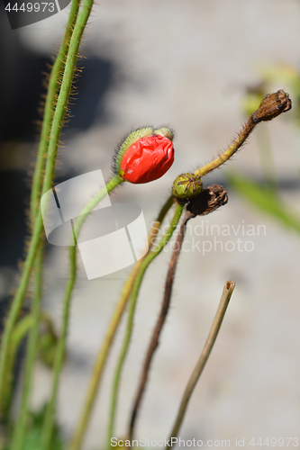 Image of Iceland Poppy