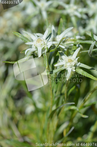 Image of Edelweiss