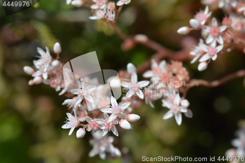 Image of Murale White Stonecrop