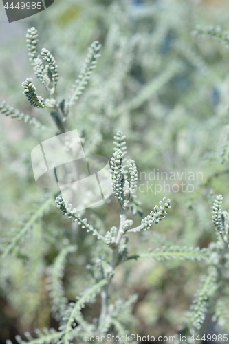 Image of Cotton Lavender