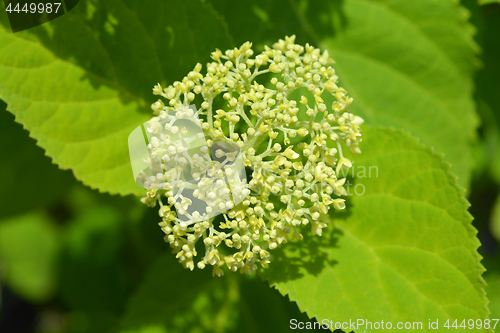 Image of Smooth hydrangea