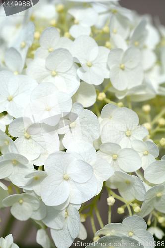 Image of Smooth hydrangea