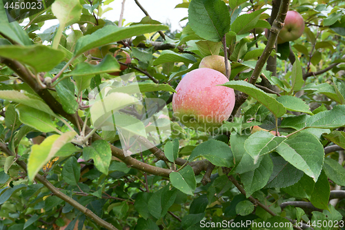 Image of Braeburn apple ripening on the branch