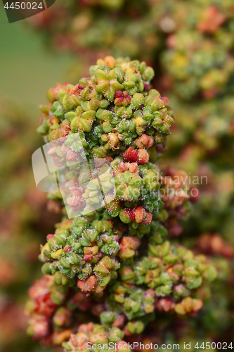 Image of Rainbow quinoa flowers maturing on the plant