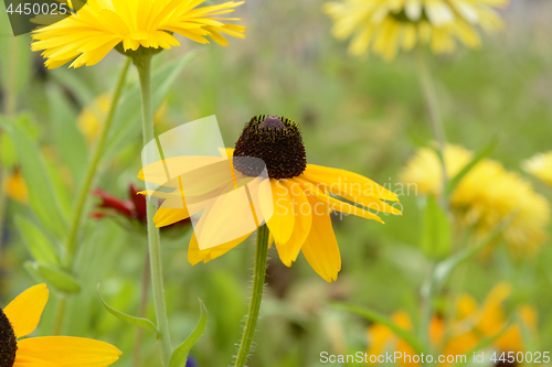 Image of Rudbeckia flower blooms among other yellow flowers