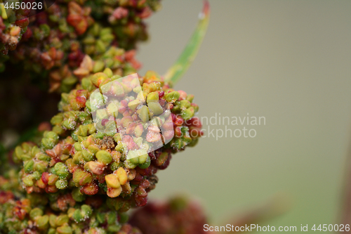Image of Green and red star-shaped rainbow quinoa flowers