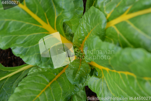 Image of Lush chard plant with bright yellow stems