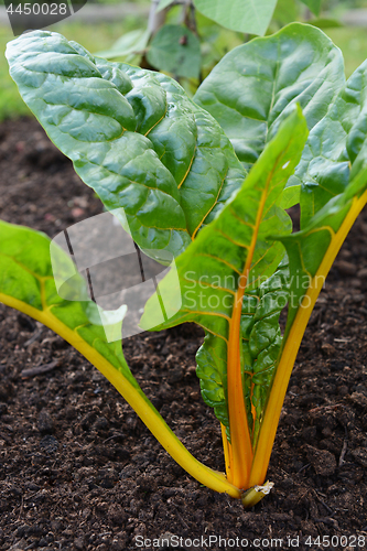 Image of Yellow stems of a rainbow chard plant 
