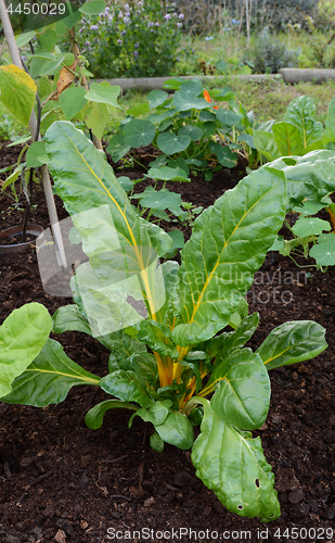 Image of Lush Swiss chard plant with large green leaves