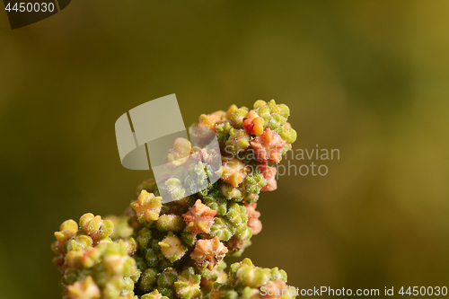 Image of Multi-coloured flowers on the branch of a quinoa plant