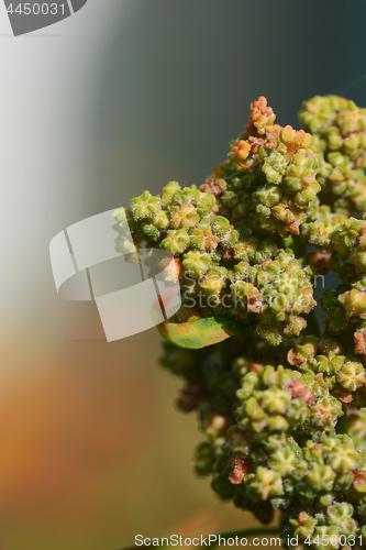 Image of Macro of green quinoa flowers maturing on the plant