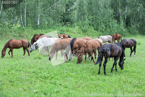 Image of Horses At The Meadow