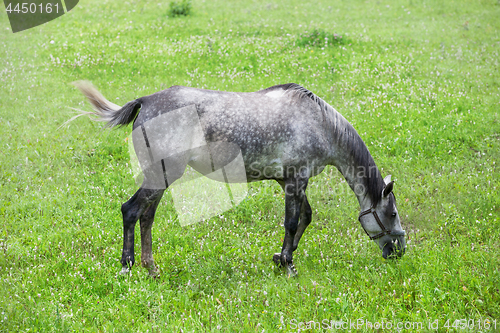 Image of Horse At The Meadow