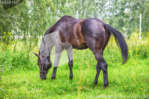 Image of Horse At The Meadow
