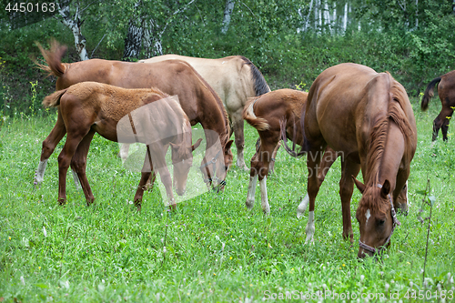 Image of Horses At The Meadow
