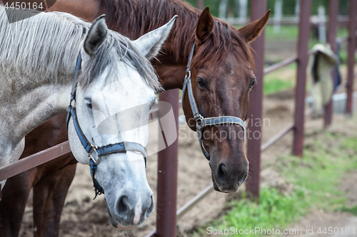 Image of Two Horses In The Stall