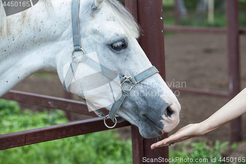 Image of Horse And The Woman's Hand