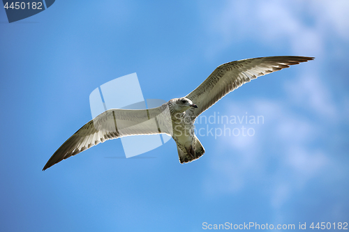 Image of Seagull in flight, Niagara Falls, New York, USA 