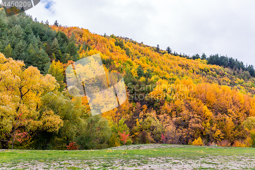 Image of Colorful autumn foliage and green pine trees in Arrowtown