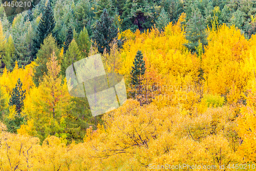 Image of Colorful autumn foliage and green pine trees in Arrowtown