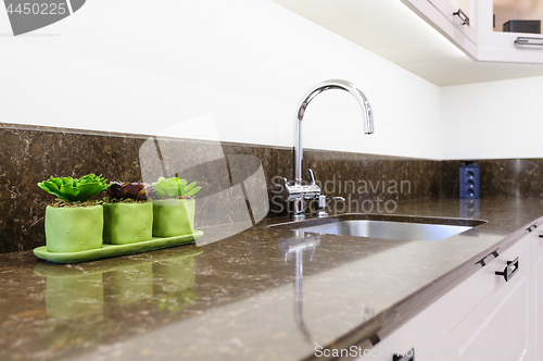 Image of Succulent plants at the kitchen