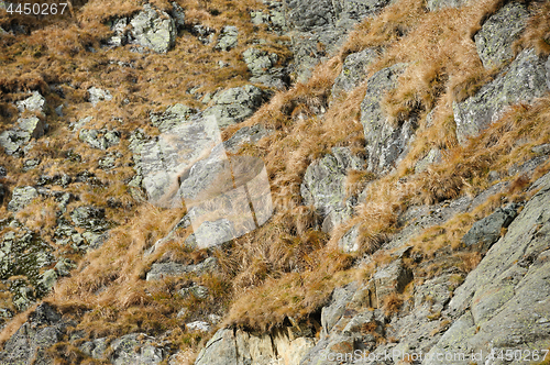 Image of natural rock with dried grass
