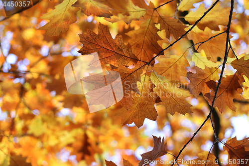 Image of Beautiful autumn branches