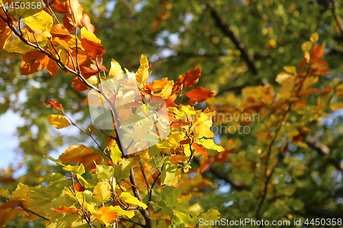 Image of Bright yellow branch of autumn tree