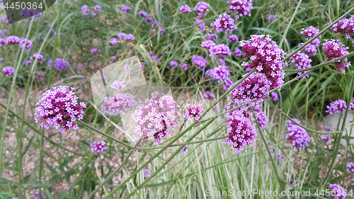 Image of Beautiful lilac flowers