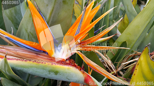 Image of Closeup of Strelitzia Reginae flower (bird of paradise flower)