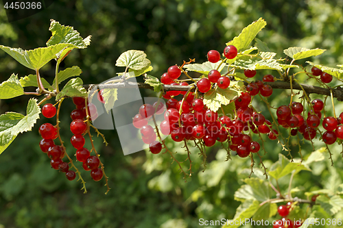 Image of Branch of bright red currants