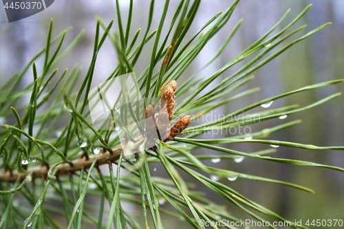 Image of Coniferous tree with sprouts and water drops