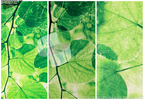 Image of Abstract collage from fresh green leaves of linden tree