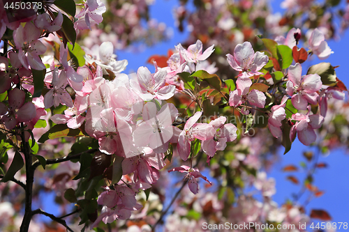 Image of Branches of spring apple tree with beautiful pink flowers 