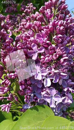 Image of Beautiful flowering spring bright lilac branches