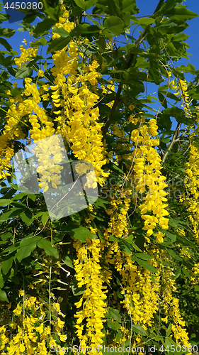 Image of Beautiful bright yellow flowers of wisteria