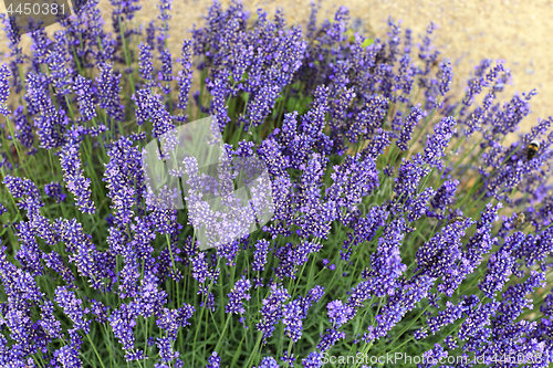 Image of Beautiful blooming lavenders in garden