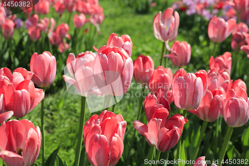 Image of Beautiful bright pink tulips