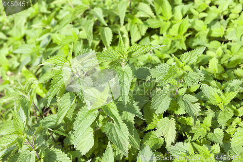 Image of green nettle leaves