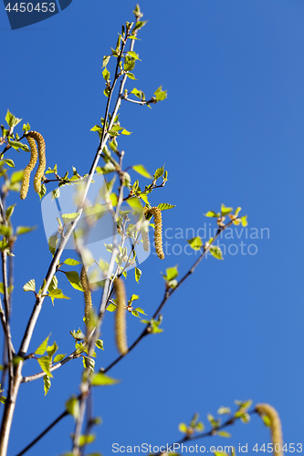 Image of Young leaves of birch