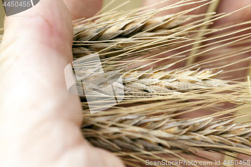 Image of ears of cereal in hand