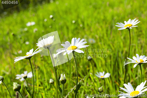 Image of camomile flower close-up
