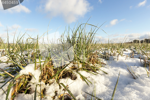 Image of Green wheat under the snow