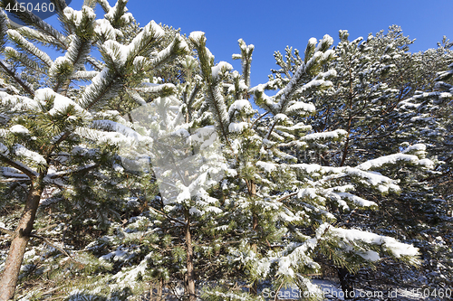 Image of spruce in the snow, winter