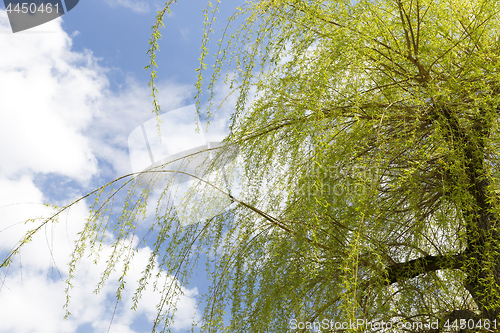 Image of willow in the spring time of the year