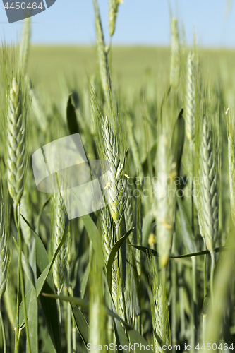 Image of Field with cereal