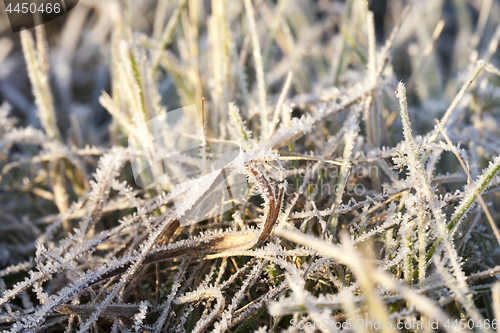 Image of green grass in the frost